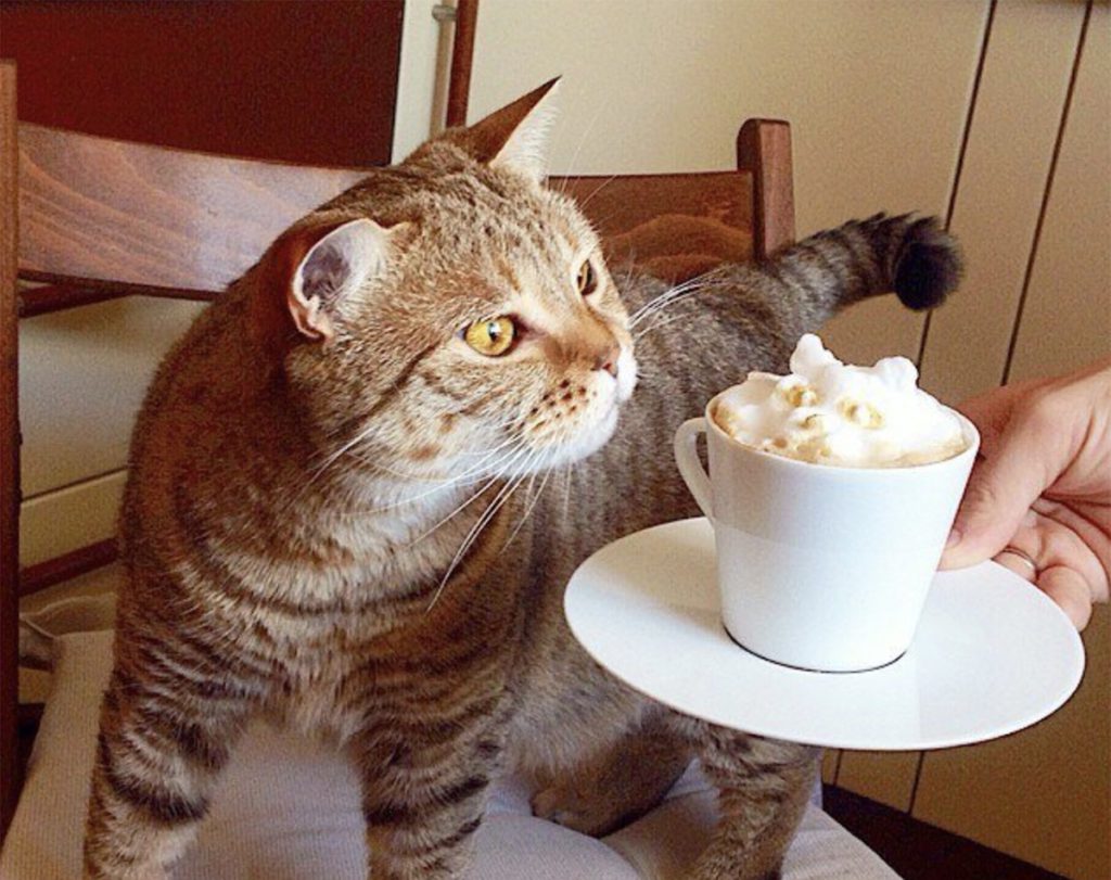 Tbilisinin qədim hissəsində xüsusi təamlar və atmosfer. Gürcüstanda dadlı yemək: "Kivi" vegan kafesi. Turistlər üçün bələdçi, restoranlar, otellər